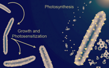 楊培東Science：人工光合作用新突破！