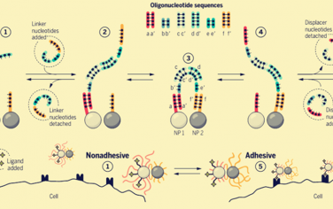 Science：DNA控制納米顆粒與細胞相互作用！