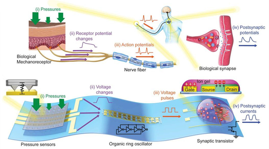 鮑哲楠Science將讓機器人有感覺，南開大學徐文濤共同一作兼通訊！