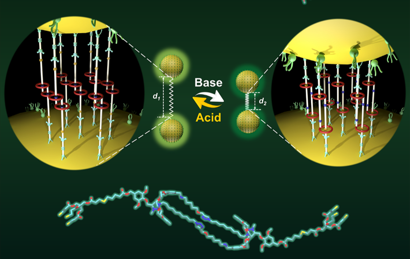華東理工大學田禾/曲大輝團隊Chem：納米尺度的人工分子肌肉致動器