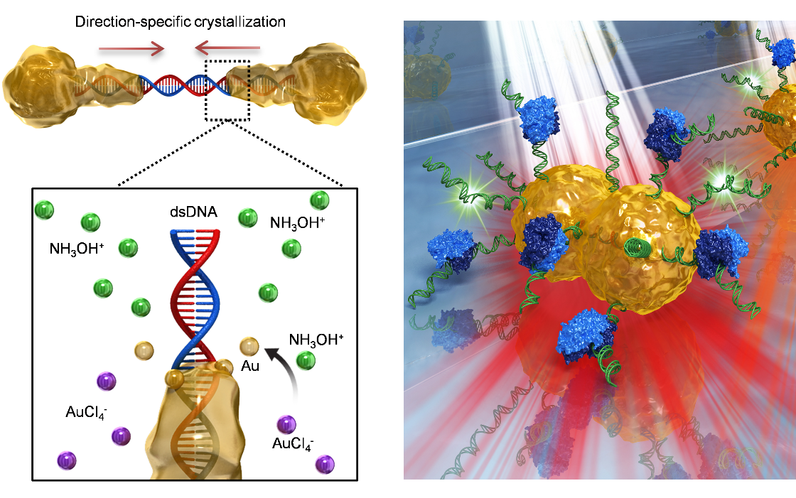 馬興毅團隊Nature Commun.：15分鐘診斷乳腺癌基因！2 nm“金”橋革新基因檢測！