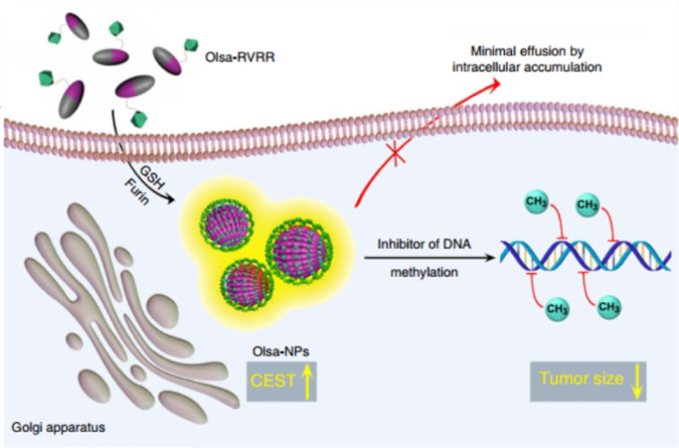 今日Nature Materials：讓腫瘤納米藥物再多停留一會兒！