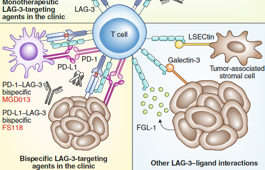 Nature immunology: 新型抑制受體和配體的突破與后援