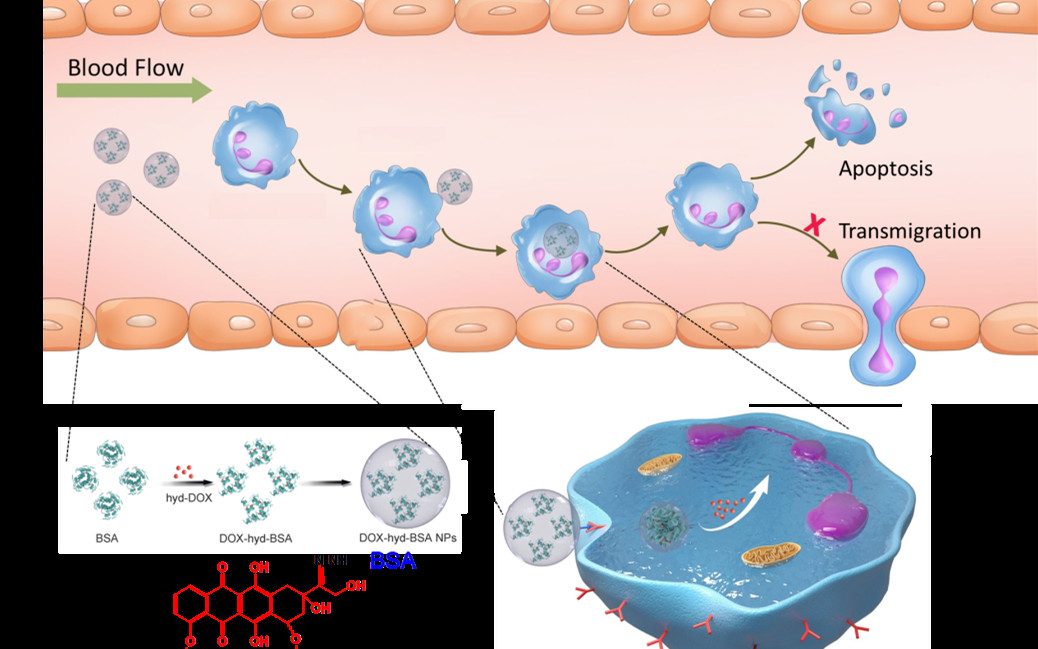 王振家Science Advances：納米藥物體內靶向中性粒白細胞治療膿毒癥及腦損傷