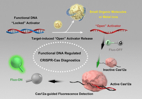 接連發表Nature Mater.,Nature Biotech.和3篇JACS，DNA納米技術最新發展趨勢