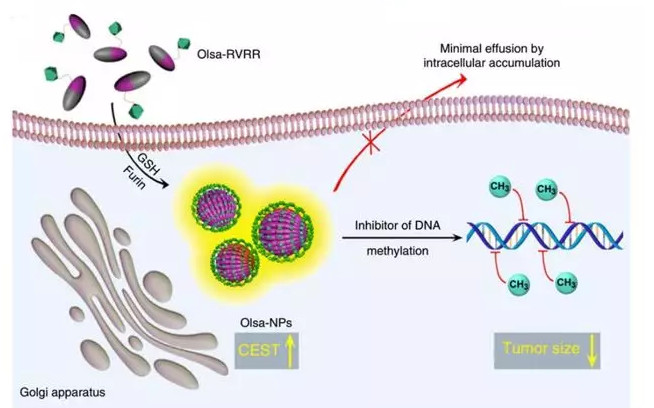 國家納米中心Nature Nanotech.：納米粒子變形記，滯留于腫瘤久一點