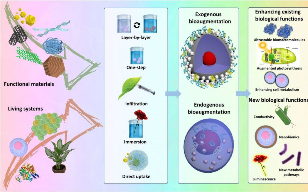 復旦大學孔彪教授團隊Sci. Adv.：基于SAFs生物活體超組裝新策略