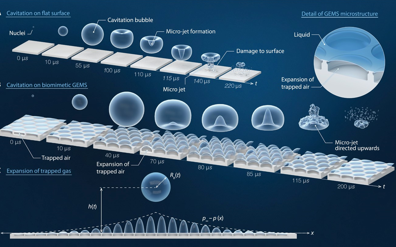 指路專欄丨3天上線3篇Science Advances，仿生技術(shù)大有可為！