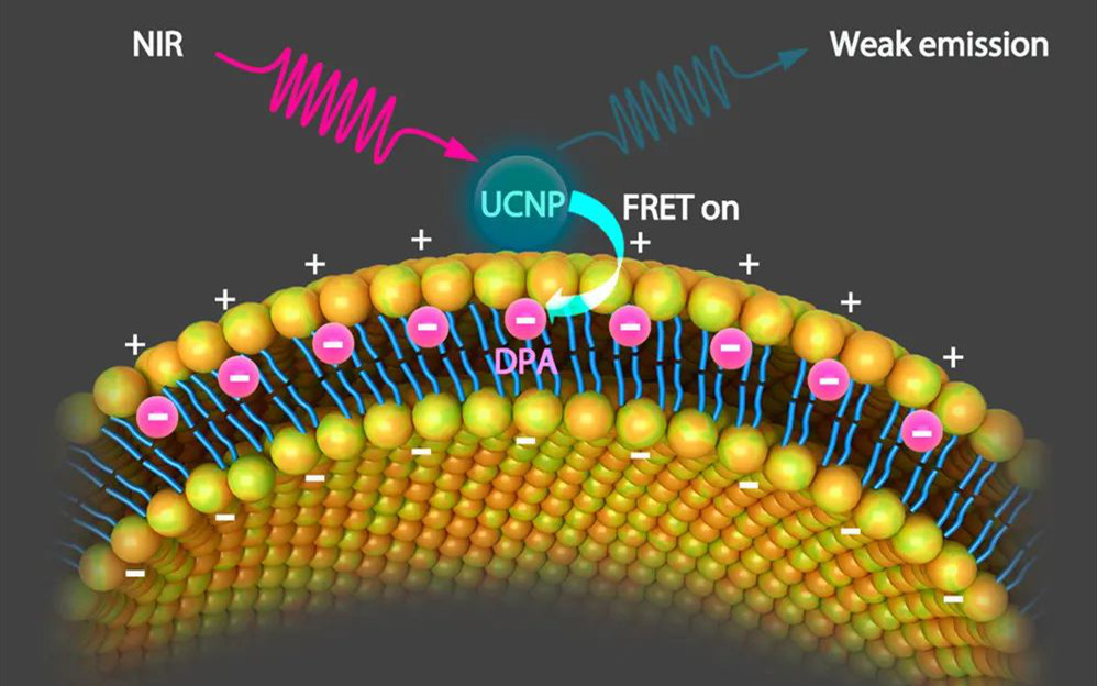 10天連發Science子刊和JACS | 施劍林、杜久林、步文博、熊志奇等在納米傳感器成像技術取得系列進展！