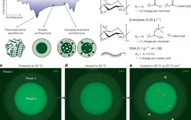 Nature Chemical Engineering：通過受控成核形成具有復雜結構的生物分子凝聚體