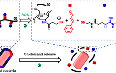 JACS：可觸發的前藥納米包覆層可按需激活微生物和小分子療法以用于聯合治療