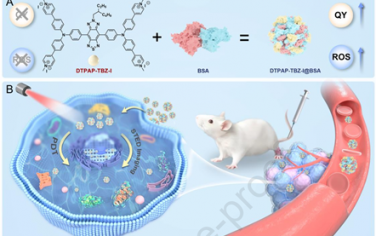 Biomaterials：短波紅外區(qū)水溶性AIE光敏劑用于白蛋白增強(qiáng)的自報告光學(xué)診療
