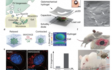 Nature Communications：機電刺激自體細胞外囊泡生物合成植入物調節腸道微生物群