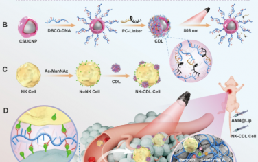 ACS Nano：近紅外光激活的DNA觸手可通過(guò)生物正交細(xì)胞組裝有效抑制腫瘤轉(zhuǎn)移