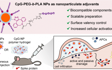 ACS Nano：納米顆粒結(jié)合的Toll樣受體9激動劑可改善COVID-19疫苗的效力、持久性和廣度