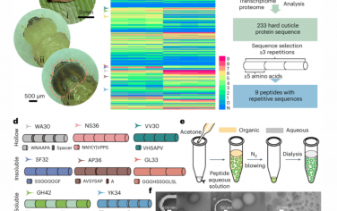 Nature Nanotechnology：通過溶劑濃度梯度實現肽納米膠囊的自組裝