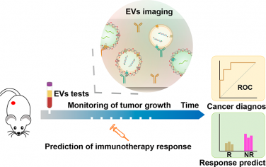 ACS Nano：對個體腫瘤源性細胞外囊泡上的程序性死亡配體1進行局部成像以預測免疫治療應答