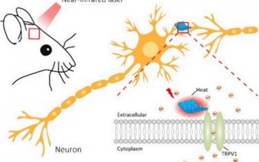 ACS Nano：石墨炔可作為高效、靶向神經(jīng)元的光熱換能器以用于體內(nèi)神經(jīng)調(diào)節(jié)