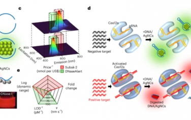 Nature Nanotechnology：一種在核酸酶消化時改變熒光顏色的非FRET DNA報道分子