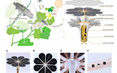 Science Advances：類似向日葵的自持植物可穿戴傳感探頭