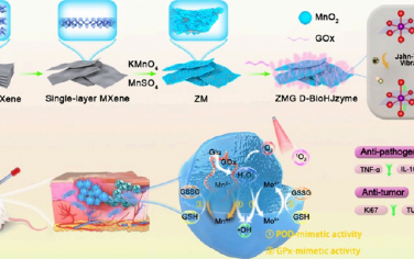Nano Lett：生物異質結可通過Jahn?Teller效應驅動的電子調節實現腫瘤術后的創面再生