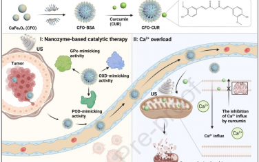 Biomaterials：超聲增強(qiáng)的酶動(dòng)力-鈣過(guò)載協(xié)同腫瘤納米治療