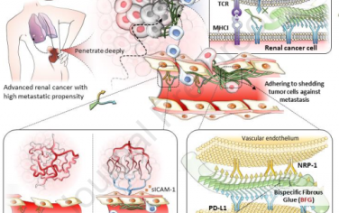 Biomaterials：雙特異性纖維膠可協(xié)同增強血管正常化和抗腫瘤免疫以實現(xiàn)晚期腎癌治療