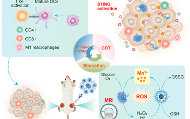 ACS Nano：包封二氧化錳的樹狀聚合物可共遞送蛋白質和核苷酸以用于MRI指導的化學動力學/饑餓/免疫治療