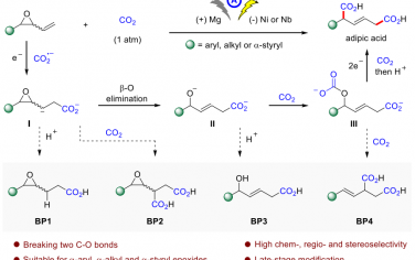 華東師范大學(xué)Angew：電催化CO2和乙烯基環(huán)氧化物加成合成雙羧酸