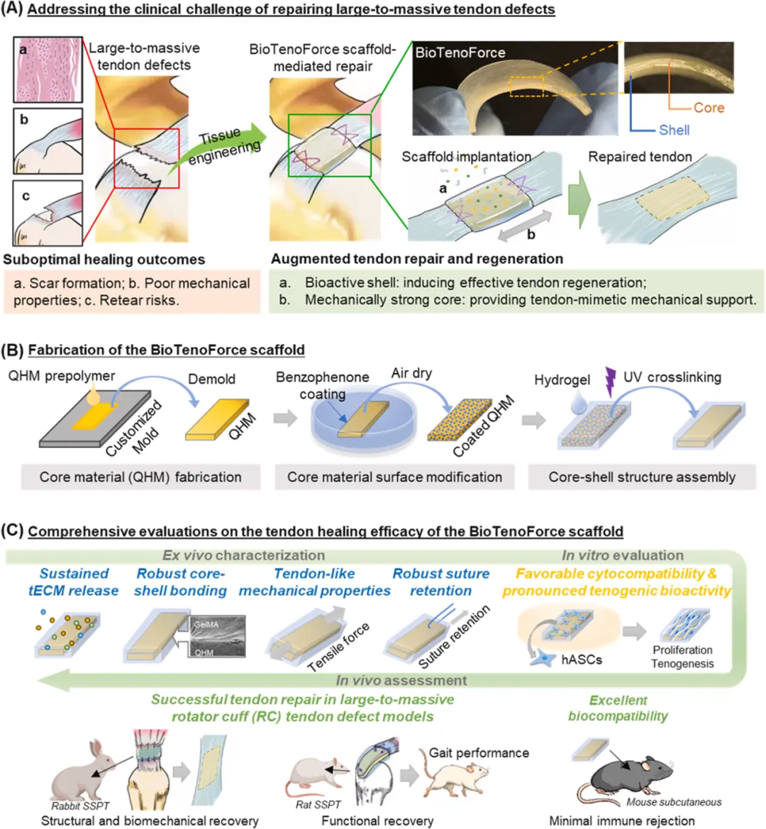 Bioactive Materials：構建細胞外基質功能化、承重肌腱替代物，有效修復大到大塊肌腱缺損