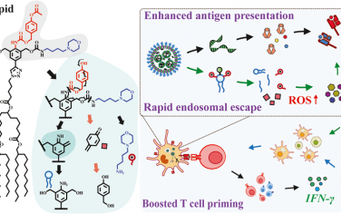 JACS：刺激響應性mRNA疫苗可通過ROS介導的先天免疫增強誘導強大的CD8+ T細胞應答