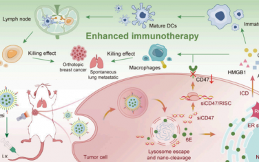ACS Nano：可響應(yīng)雙重刺激的納米免疫調(diào)節(jié)劑用于實(shí)現(xiàn)巨噬細(xì)胞和T細(xì)胞相協(xié)同的抗腫瘤治療