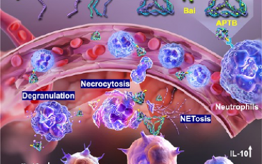 ACS Nano：基于框架核酸和中性粒細(xì)胞、負(fù)載黃芩苷的納米平臺(tái)用于靶向抗炎治療