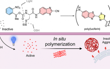 JACS：光控細胞內合成聚熒光素聚合物用于誘導細胞副凋亡