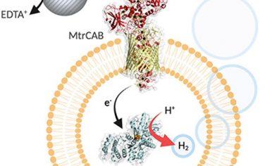 JACS：構筑半人工光合成反應器光催化制氫