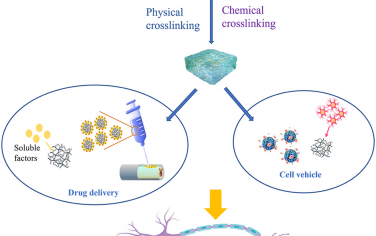 Bioactive Materials：肽基水凝膠在神經再生中的研究進展