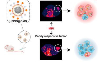 ACS Nano：利用MRI納米探針定量NO以評(píng)估M1/M2巨噬細(xì)胞極化和癌癥治療的預(yù)后