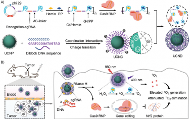 Adv. Mater：DNA/上轉換納米顆粒復合物用于可控共遞送CRISPR-Cas9和光動力制劑以實現癌癥協同治療