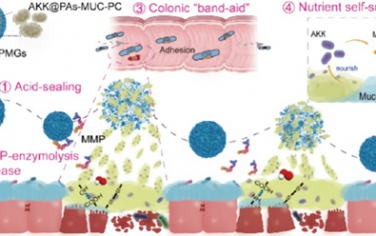 ACS Nano：自適應胃腸道和自供營養的嗜粘蛋白阿克曼氏菌-明膠多孔微凝膠用于協同治療潰瘍性結腸炎