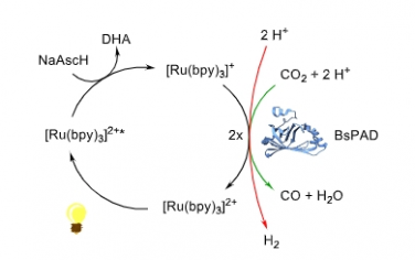 Angew：使用 CO2 結合酶進行光催化 CO2 還原