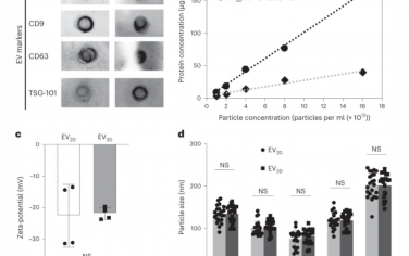 Nature Nanotechnology：細(xì)胞外小泡的細(xì)胞攝取和體內(nèi)分布的蛋白質(zhì)電暈依賴(lài)性