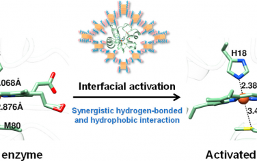 JACS：氫鍵有機骨架材料限域提高酶的催化活性和穩定性