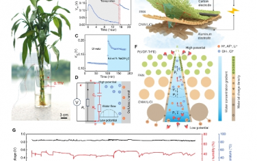 Science Advances：受植物啟發(fā)，通過吸濕-蒸發(fā)循環(huán)實現(xiàn)可持續(xù)和高性能的織物生成器