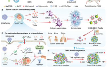 Adv. Mater：通過納米治療制劑擾亂細胞器K+/Ca2+穩(wěn)態(tài)以增強離子介導(dǎo)的癌癥免疫治療