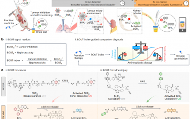 Nat. Biomed. Eng：尿液生物正交報(bào)告探針用于監(jiān)測(cè)肺癌化療療效及相關(guān)腎損傷