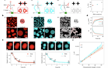 Nature Nanotechnology：可編程RNA縮合物和合成細胞器的共轉(zhuǎn)錄生產(chǎn)