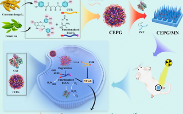 ACS Nano：共組裝的二元多酚天然產物用于預防和治療放射性皮膚損傷