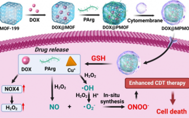 ACS Nano：腫瘤微環(huán)境激活的原位合成過氧亞硝酸鹽用于增強(qiáng)化學(xué)動(dòng)力學(xué)治療