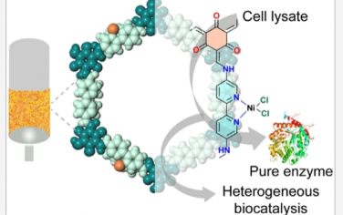 JACS：用于重組酶純化和多相生物催化的共價有機框架