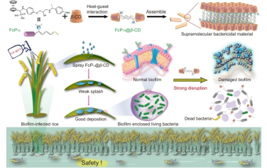 Nat Commun：一種用于預防和治療植物相關生物膜的超分子殺菌材料